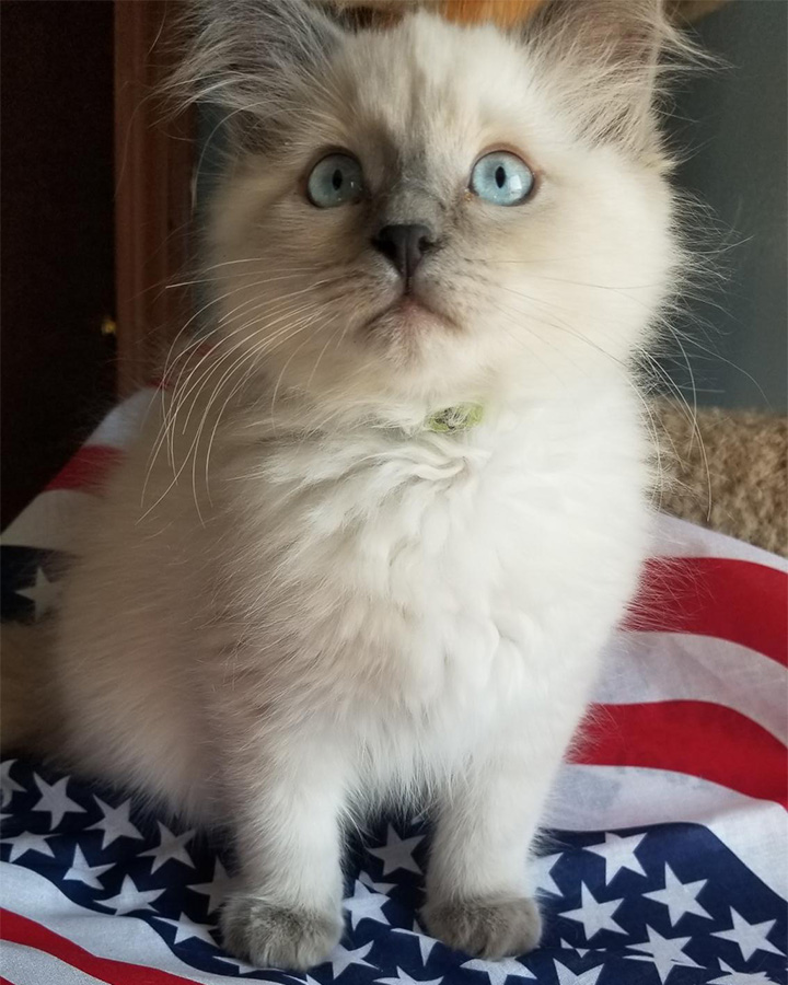 Ragdoll cat